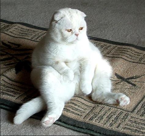 scottish fold cat buddha position.